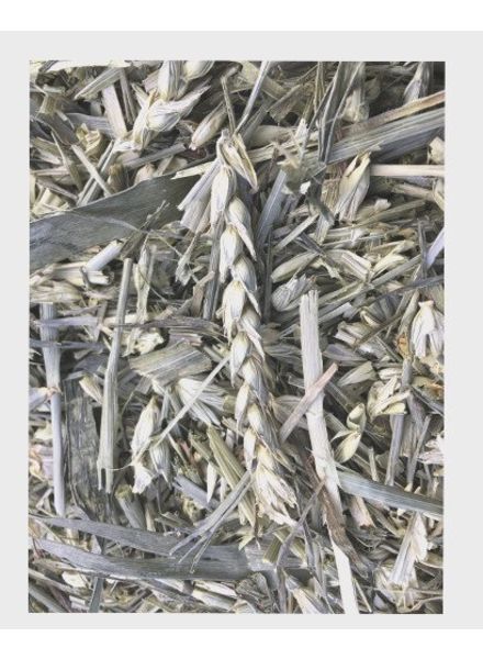 Green wheat 1.5 - 15kg