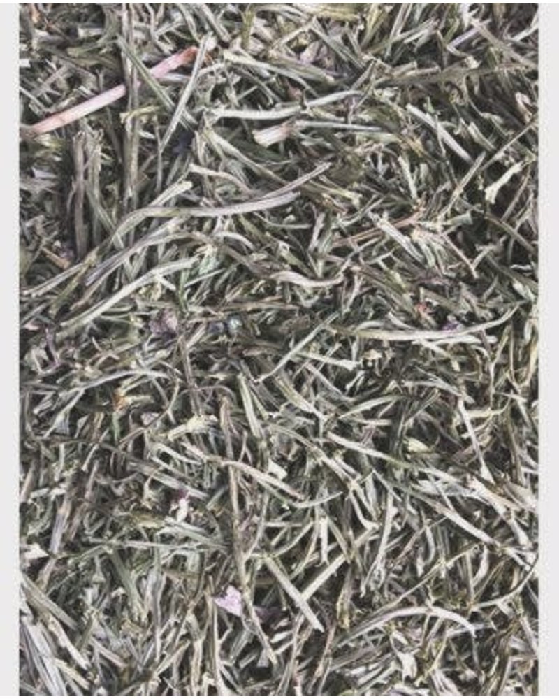 Selderij steeltjes - Apium graveolens