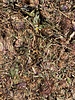 Rode klaver bloemen - Trifolium pratense