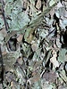 Walnoot bladeren - Juglans regia