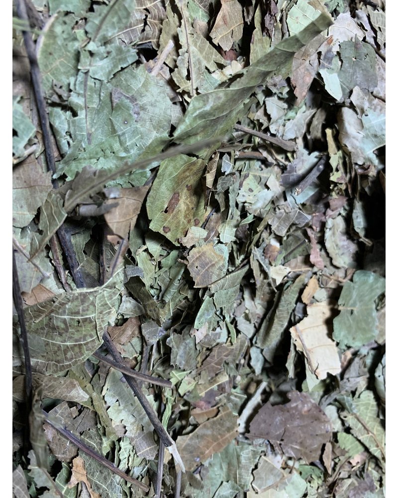 Walnut leaves - Juglans regia