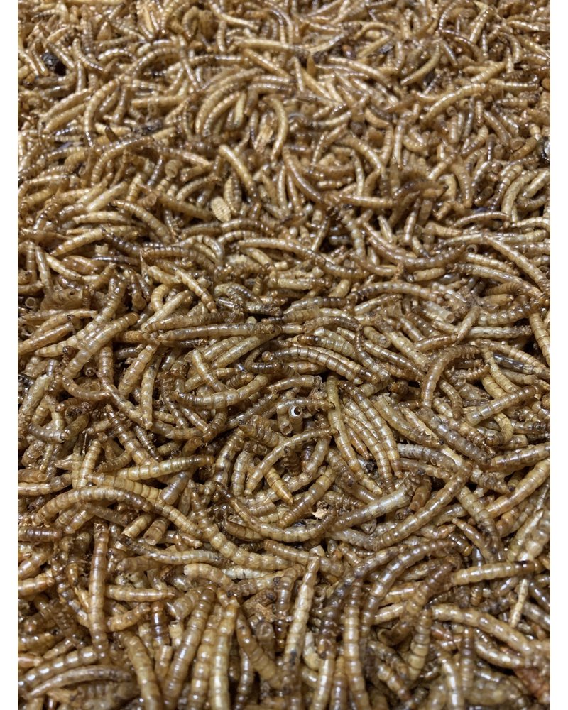 Gedroogde Meelwormen