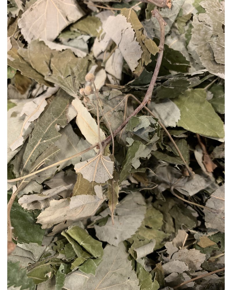Lindebladeren - Tilia cordata