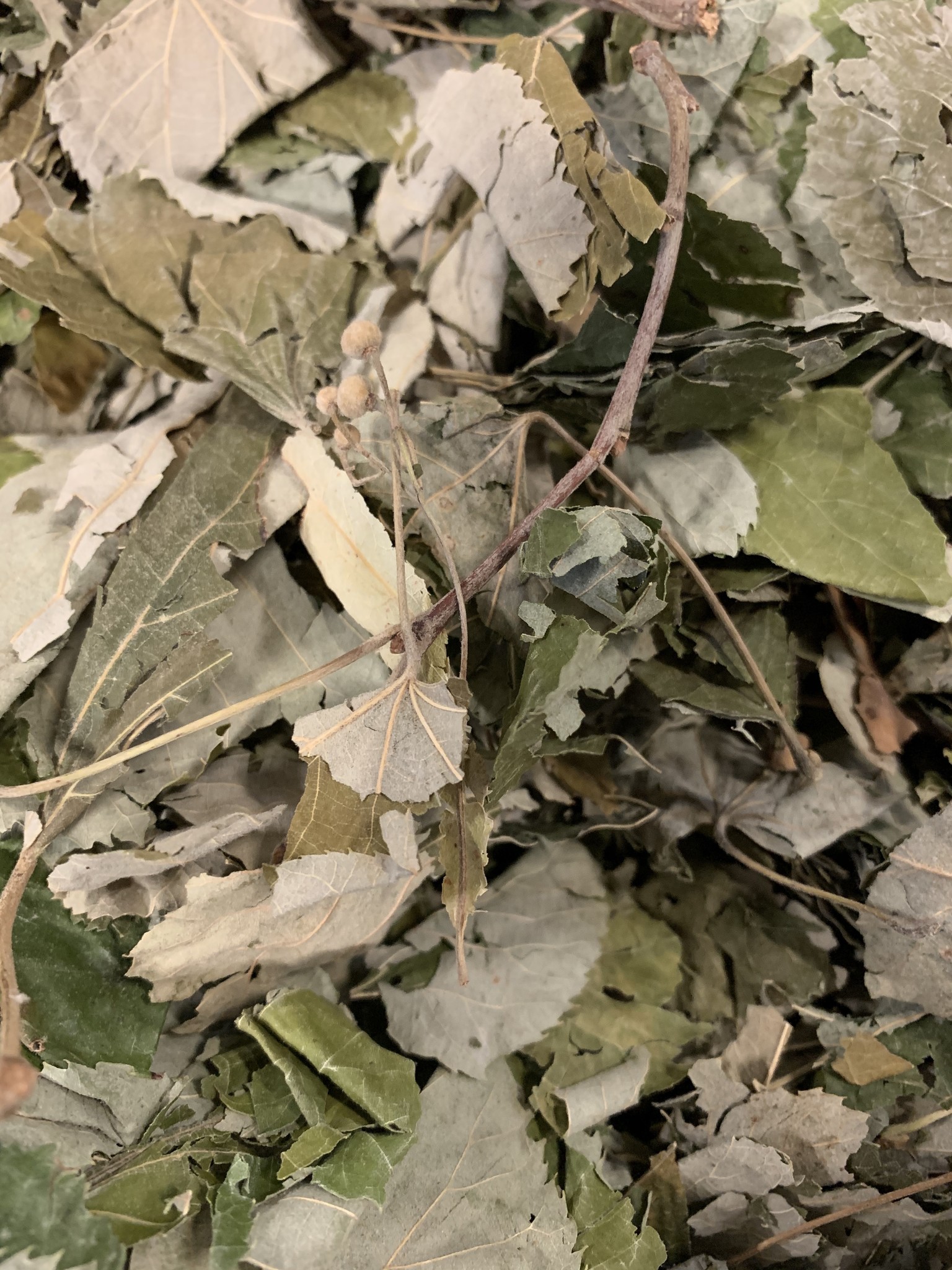 Linden leaves. Herbs for Animals Happy Rabbits and Friends