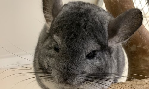 Chinchilla's