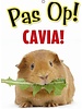 Bord opgepast cavia