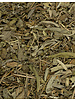 Sage - Salvia officinalis
