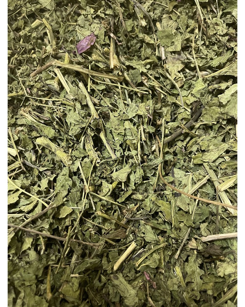 Echinacea leaves - Echinacea purpurea