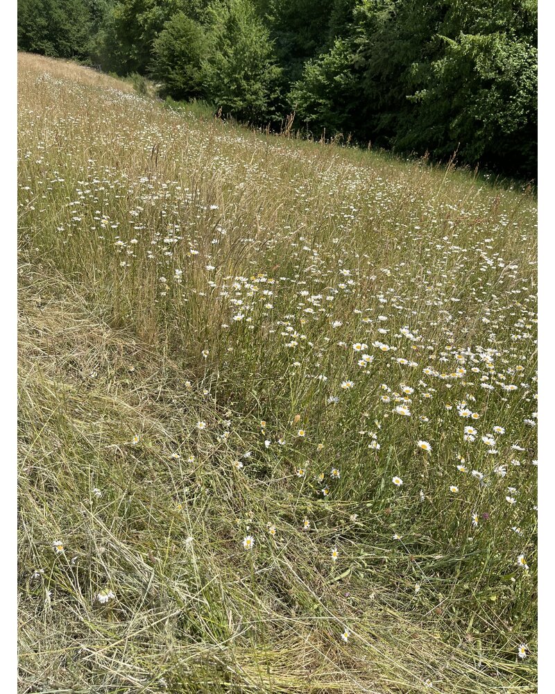 Belgian nature  hay