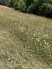 Belgian Nature hay