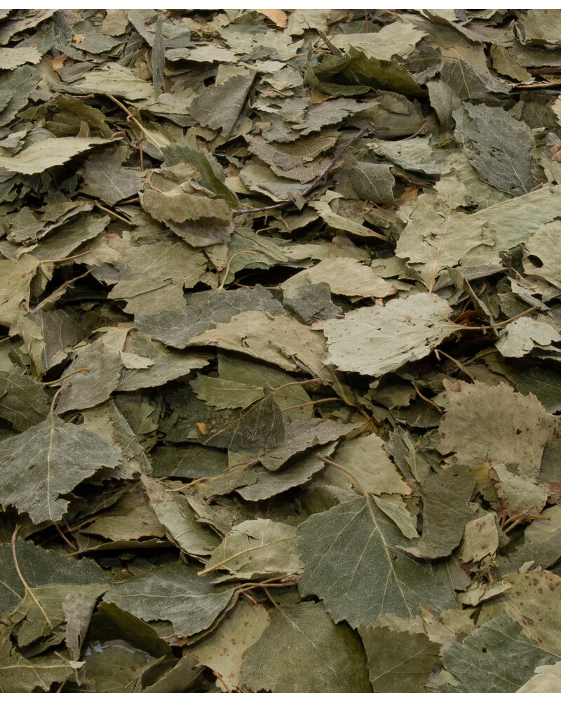 Berkenblad - Betula folium