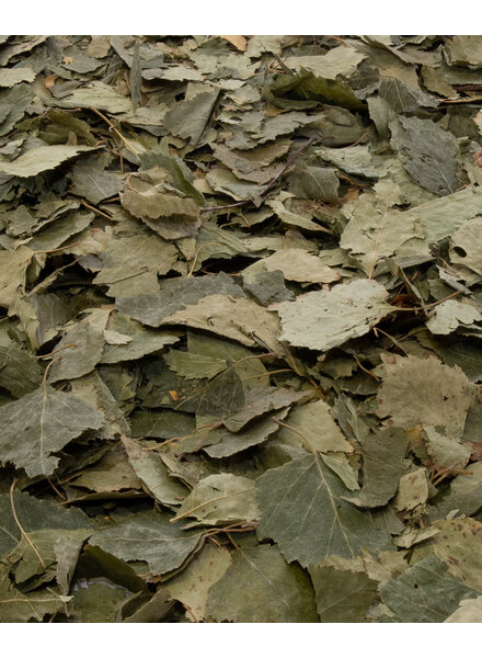 Birch leaves 1.5 kg - 15 kg