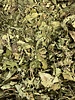 Hazelnootblad - Corylus avellana