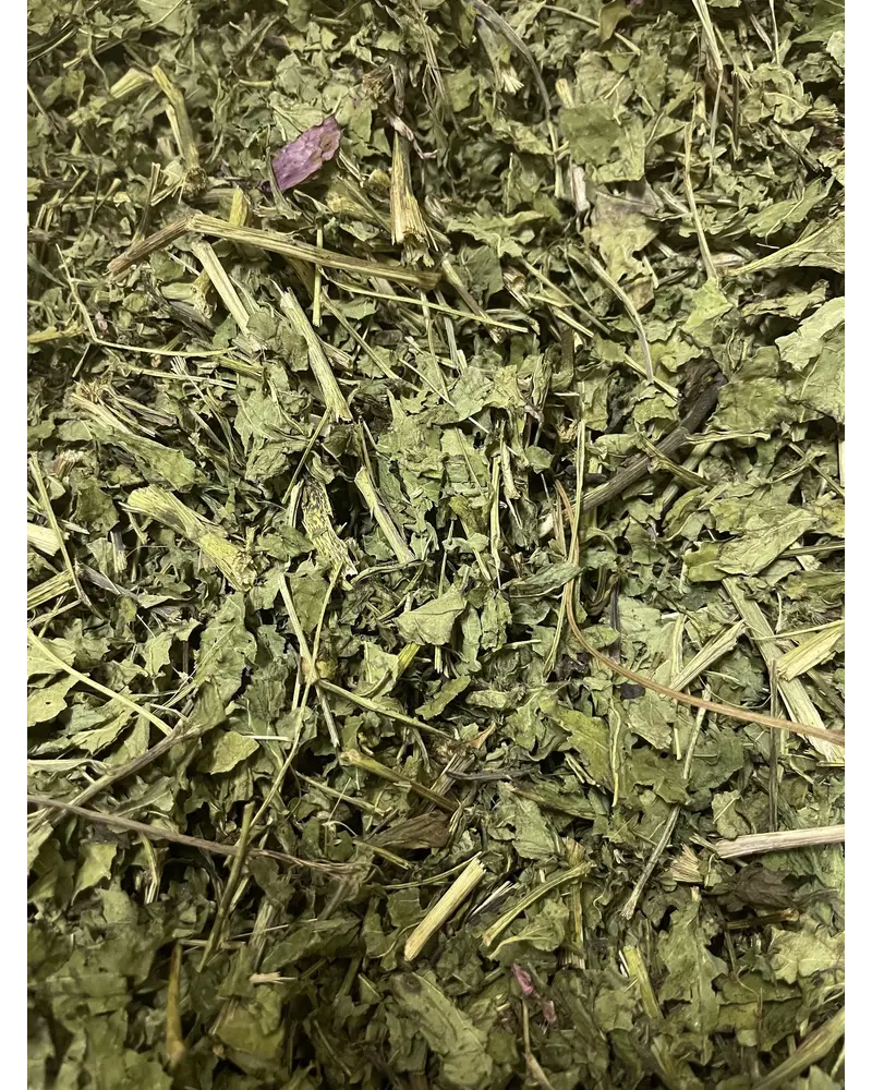 Echinacea leaves - Echinacea purpurea