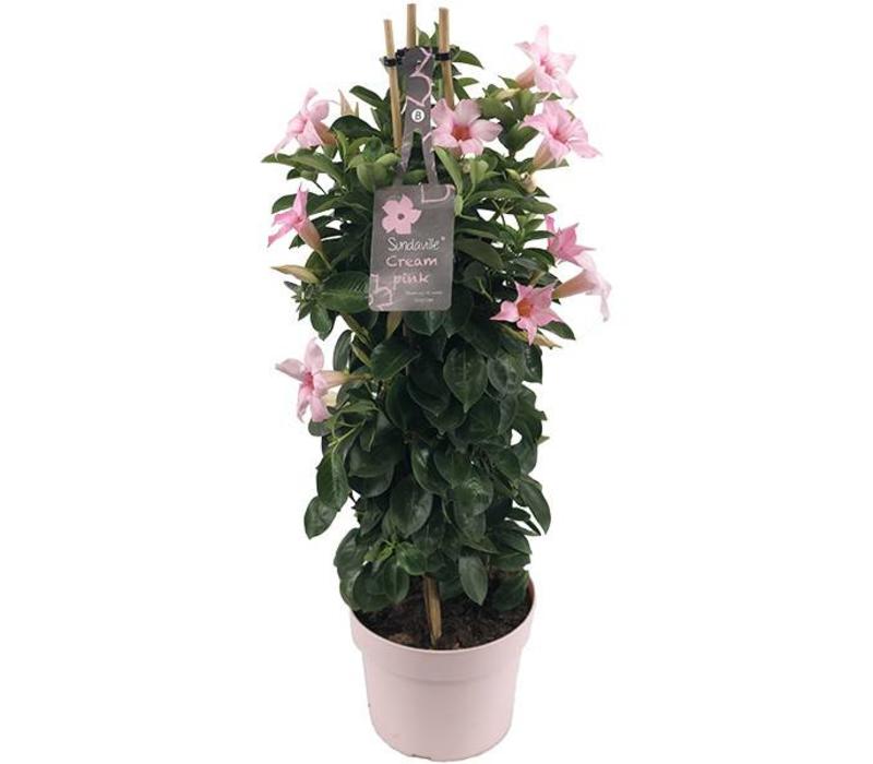 Mandevilla Sundaville Piramide Cream Pink Mandevillashop Com