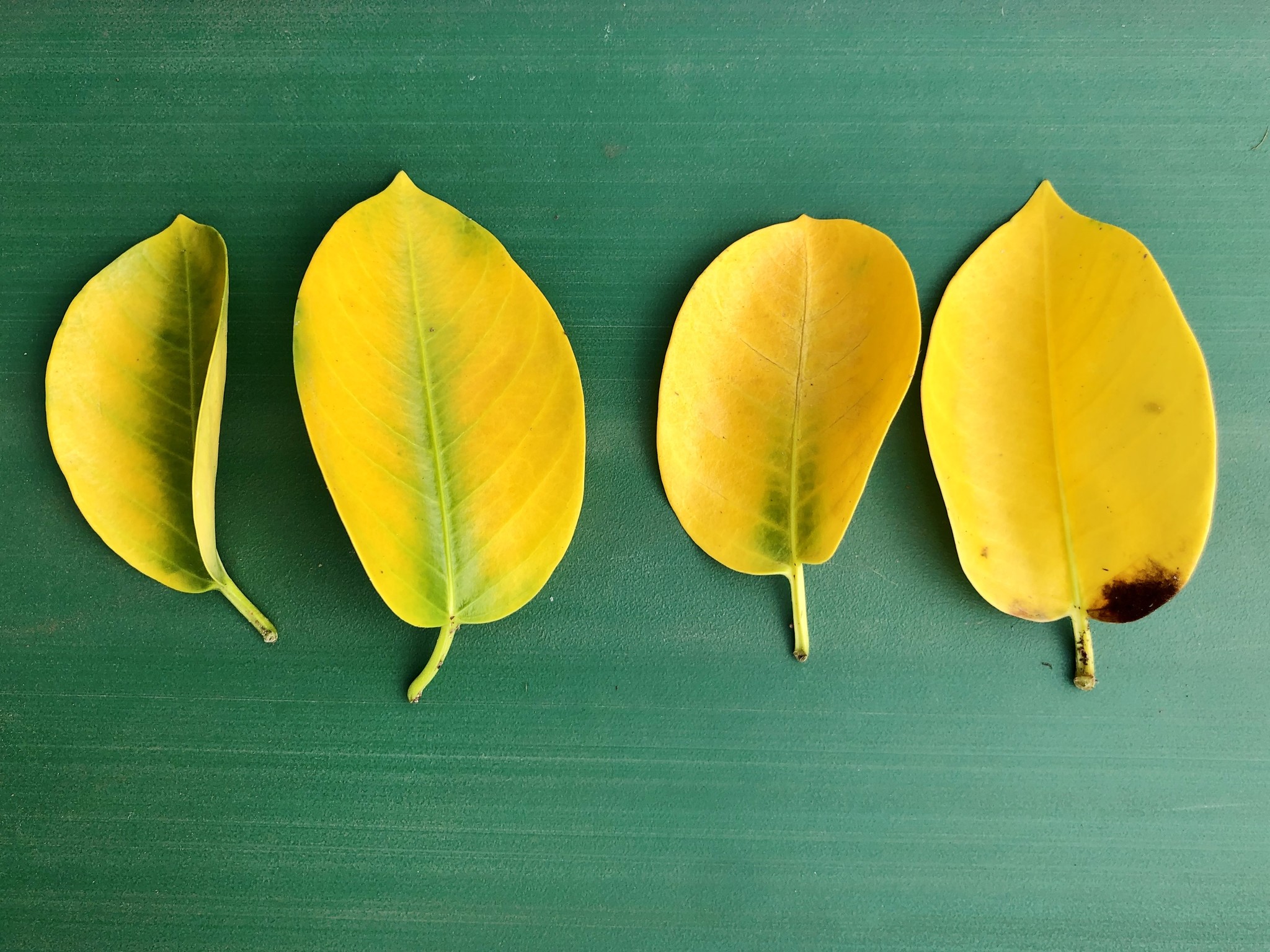 Les Feuilles Jaunes Chez Le Mandevilla