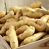 Aardappel Ratte du Toucquet (klein)