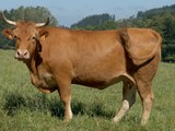 GALICISCH RUND
