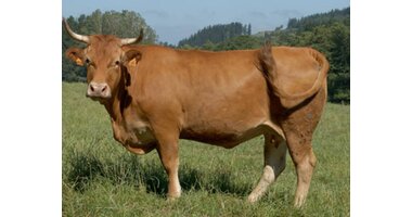 Galician beef