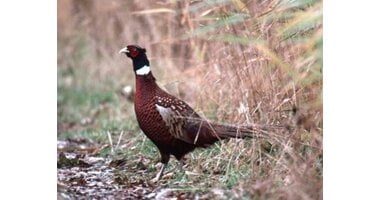 Wild poultry