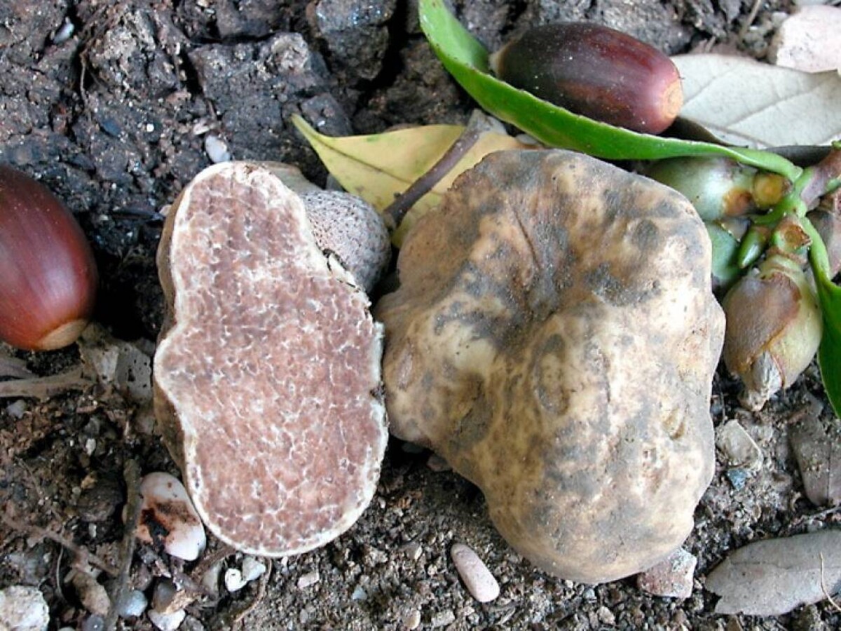 Fresh white truffle (Tuber Magnatum Pico)