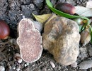 Verse witte truffel (Tuber Magnatum Pico)