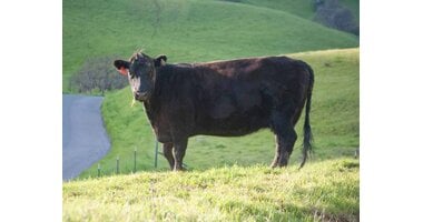 Black Angus