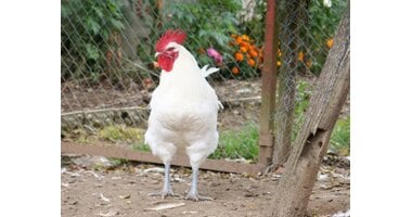 Poultry & game