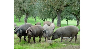 Pork
