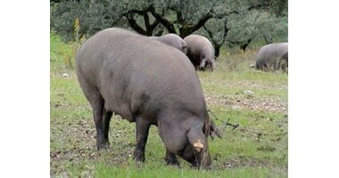 Ibérico varken (Spaans)