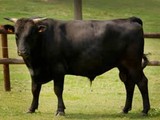SPAANS WAGYU