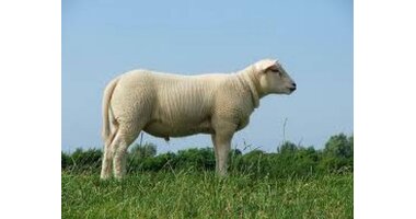 Lamb
