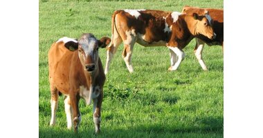 Veal