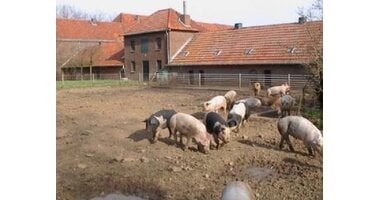 Livar klooster varken