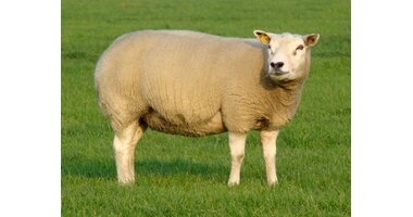 Schaap (ooi/gerijpt)