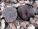 Verse zwarte wintertruffel (Tuber Melanosporum)