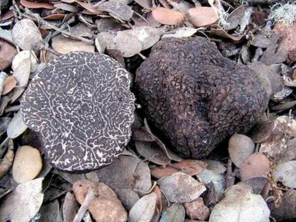 Fresh black wintertruffle (Tuber Melanosporum)