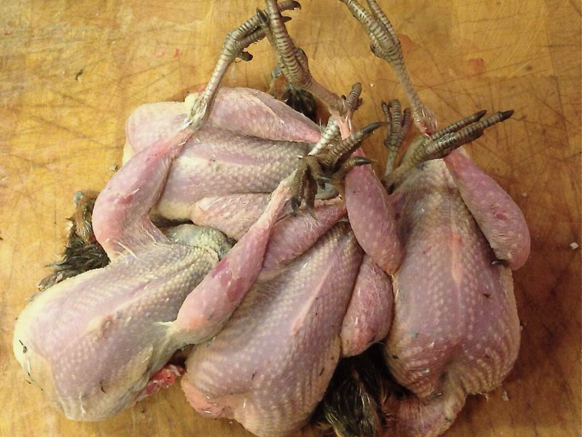 Partridge (grey legged, wild)