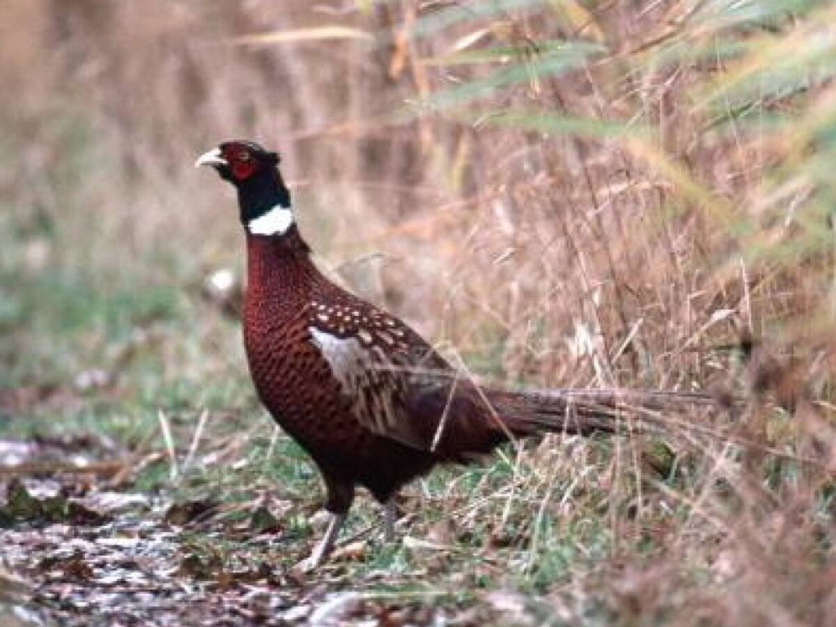 Pheasant (male)