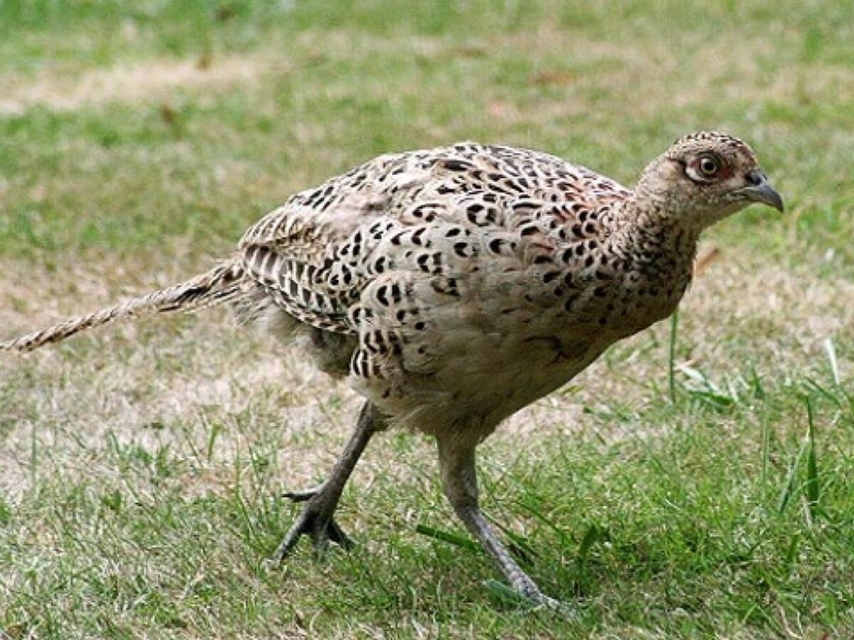 Fazant (hen)