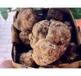 Verse bianchetti  (marzuolo, maarttruffel)