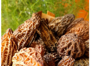 Morilles, vers