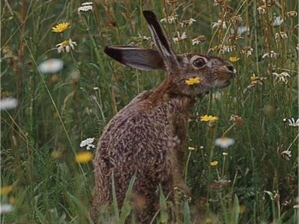 Shoulder of hare