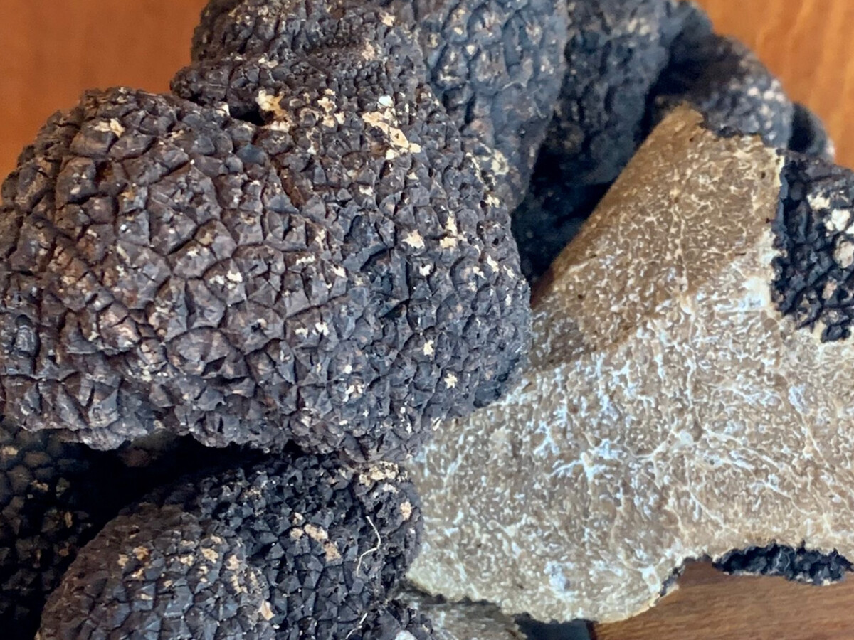 Fresh summer truffle (Tuber Aestivum)