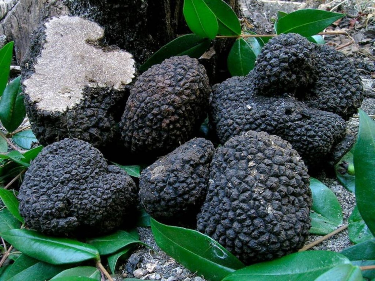 Fresh autumn truffle (Tuber Uncinatum)