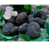 Verse herfsttruffel (Tuber Uncinatum)