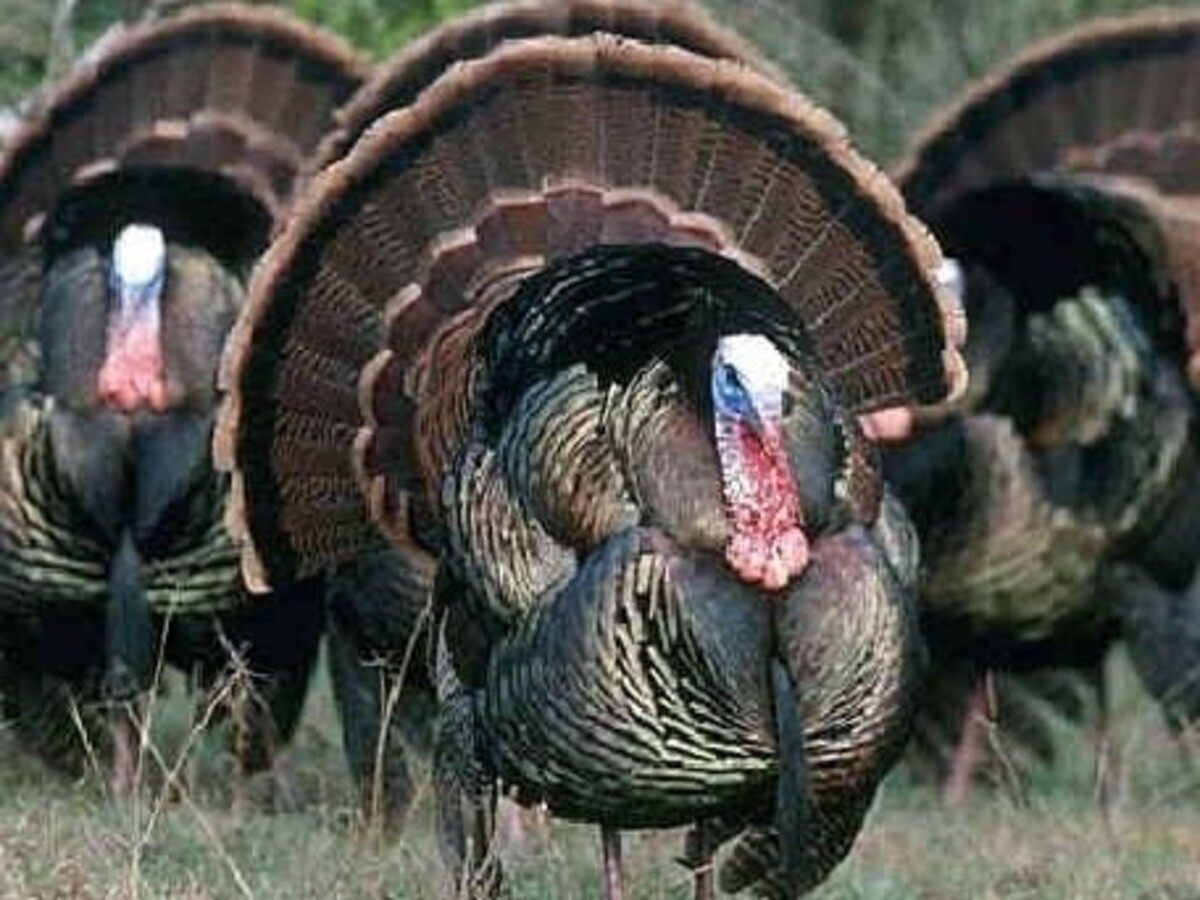 Turkey (Italian)