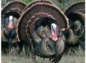 Kalkoen / turkey (Italiaans)