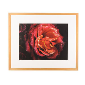 De Bibliotheek aan de Vliet Bert Houweling, Roos 17