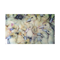 Majorein Gauw, Untitled